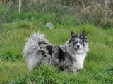 Ava, femelle bleu merle aux magnifiques yeux bleus