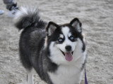 Arley, femelle gris loup aux magnifiques yeux bleus