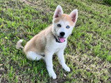 Bentley, femelle fauve aux magnifiques yeux bleus