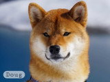 Mon Pti Loup