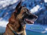 Mon Pti Loup