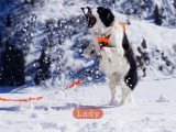 Mon Pti Loup