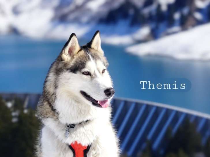 Mon Pti Loup