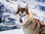 Mon Pti Loup
