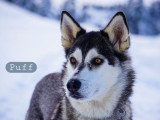 Mon Pti Loup