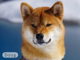 Mon Pti Loup