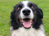 Firsteps Dog