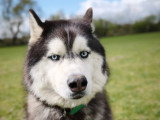 Firsteps Dog