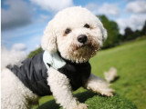 Firsteps Dog