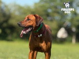 Firsteps Dog