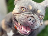 Firsteps Dog