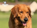 Firsteps Dog