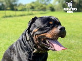 Firsteps Dog
