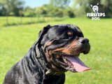 Firsteps Dog
