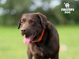 Firsteps Dog