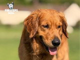 Firsteps Dog