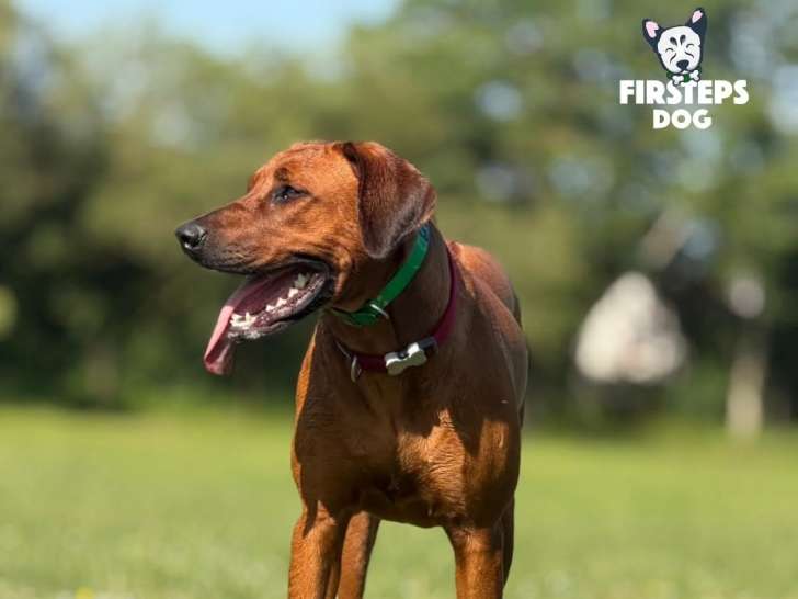 Firsteps Dog