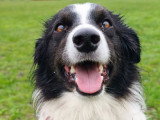 Firsteps Dog