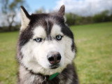 Firsteps Dog