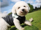 Firsteps Dog