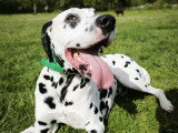 Firsteps Dog
