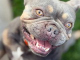 Firsteps Dog