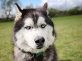 Firsteps Dog