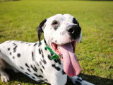Firsteps Dog