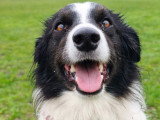 Firsteps Dog