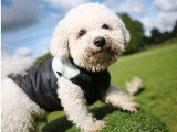Firsteps Dog