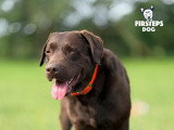 Firsteps Dog