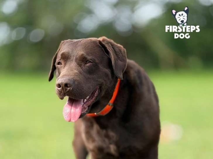 Firsteps Dog
