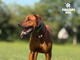 Firsteps Dog