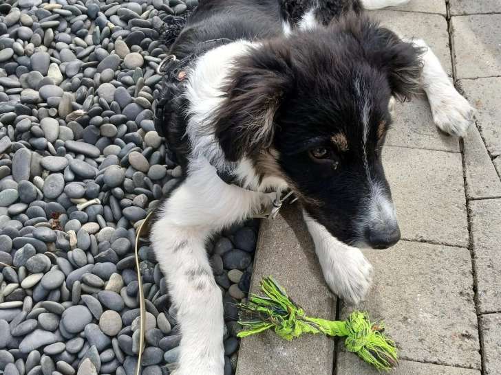 Simplement chien
