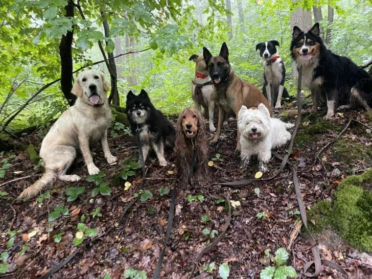 Paw Spirit