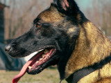 Skydog