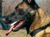 Skydog 