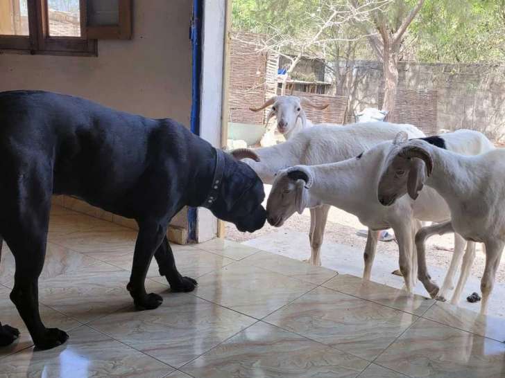 MasterChien