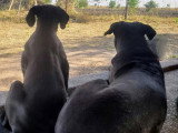 MasterChien