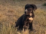 MasterChien