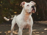 L’Académie Des Chiens
