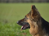 L'Académie des Chiens