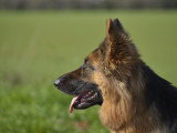 L'Académie des Chiens