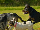 L'Académie des Chiens