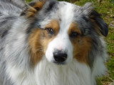 Dog Adikt