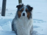 Dog Adikt
