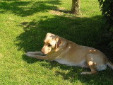 Dog Adikt