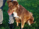 Dog Adikt