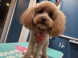Au look du chien