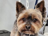 Au look du chien